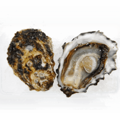 Compass Point Oysters
