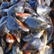 Penn Cove Mediterranean Mussels