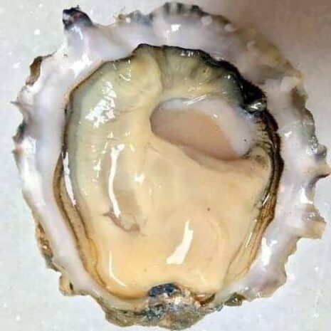 Wildcat Cove Oyster