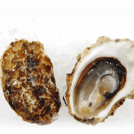 cranberry creek oyster
